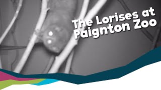 Keeper Gemma And The Loris At Paignton Zoo