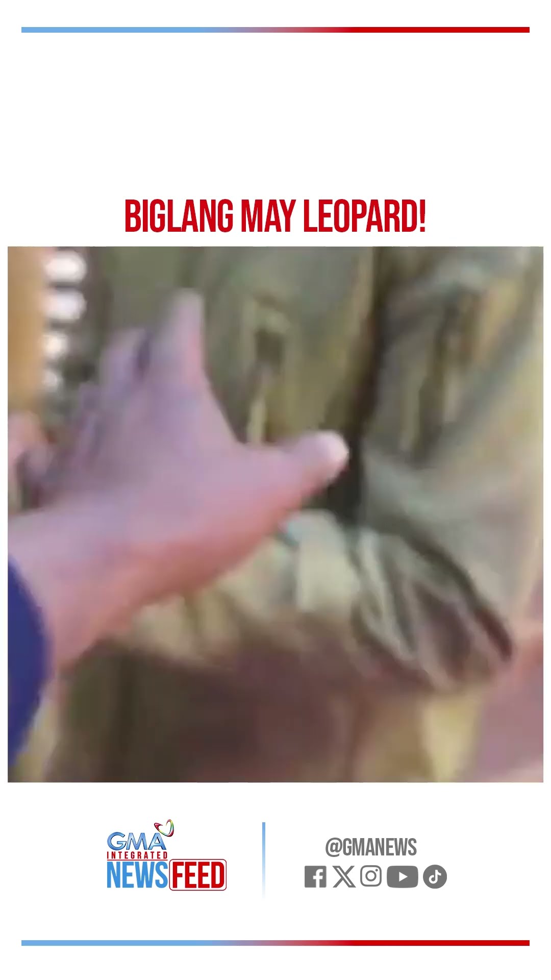 Reception ng kasal, binulabog ng leopard! | GMA Integrated Newsfeed Bytes