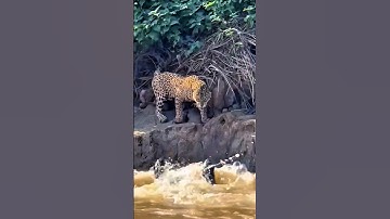 Pertarungan Sungai Epik: Pertarungan Buaya, Macan Tutul, & Berang-berang Raksasa #shorts #animals