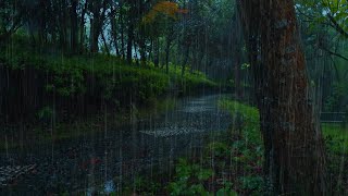 ✅沉浸在雨中：美妙的自然雨聲讓你忘卻煩惱！ 樹林裡舒緩的雷雨聲適合入睡，學習，冥想【rain sounds for sleeping thunder】#bgm作業用  #rainsounds