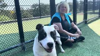 Adopt This Dog! KC Pet Project’s Oregano