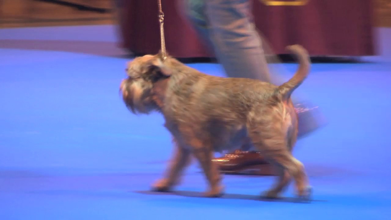 Ladies Kennel Association 2016 - Toy group FULL best in show imdb