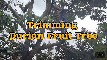 TRIMMING OUR DURIAN FRUIT TREE