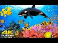 Aquarium 4K VIDEO (ULTRA HD) 🐠 Beautiful Relaxing Coral Reef Fish - Relaxing Sleep Meditation Music