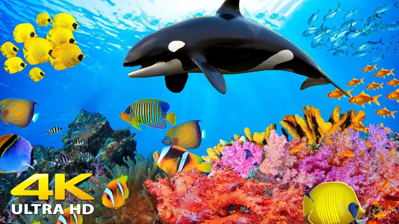 Aquarium 4K VIDEO (ULTRA HD) 🐠 Beautiful Relaxing Coral Reef Fish - Relaxing Sleep Meditation Music