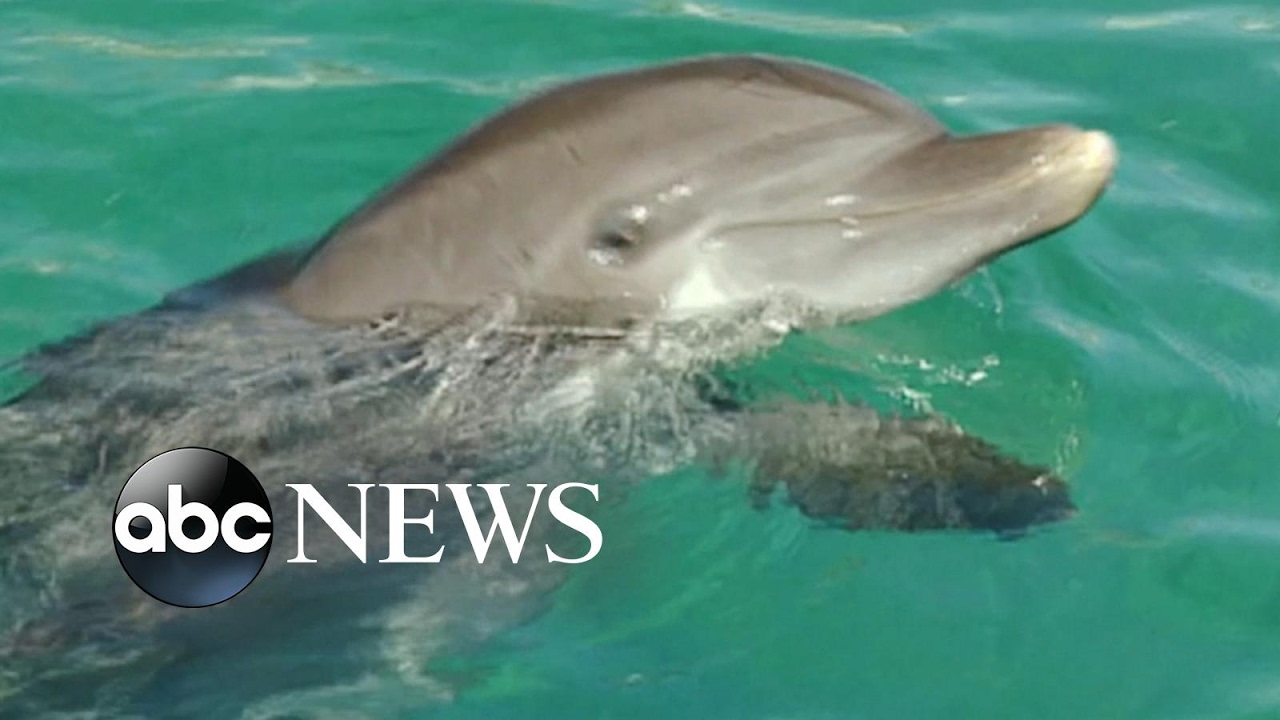 Meet the thriving dolphins who were rescued following Hurricane Katrina