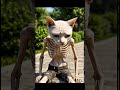 Cat sad lovestory #cat #toonyfriends #animation #cartoon #aicat #funny #fun #talkingtom #besties