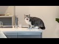 いたずらしてたので注意したら反抗期の猫がまさかこうなりました…
