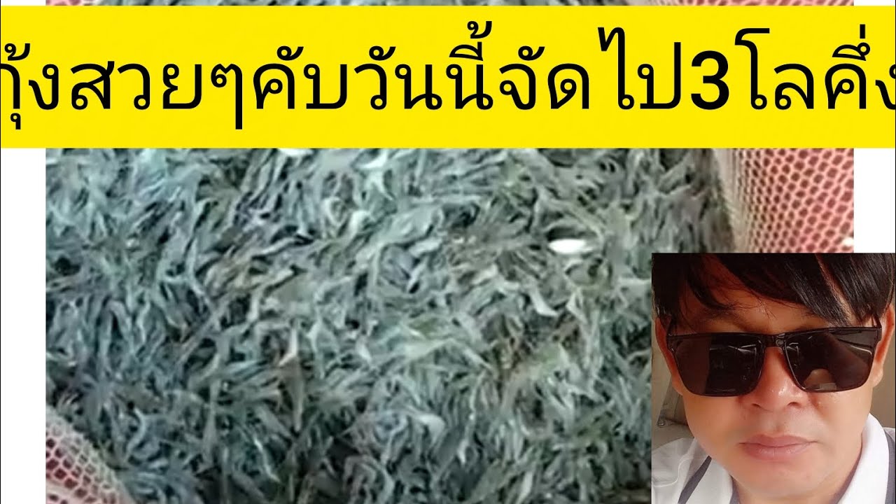 หมานคือเก่าคับดักกุ้ง