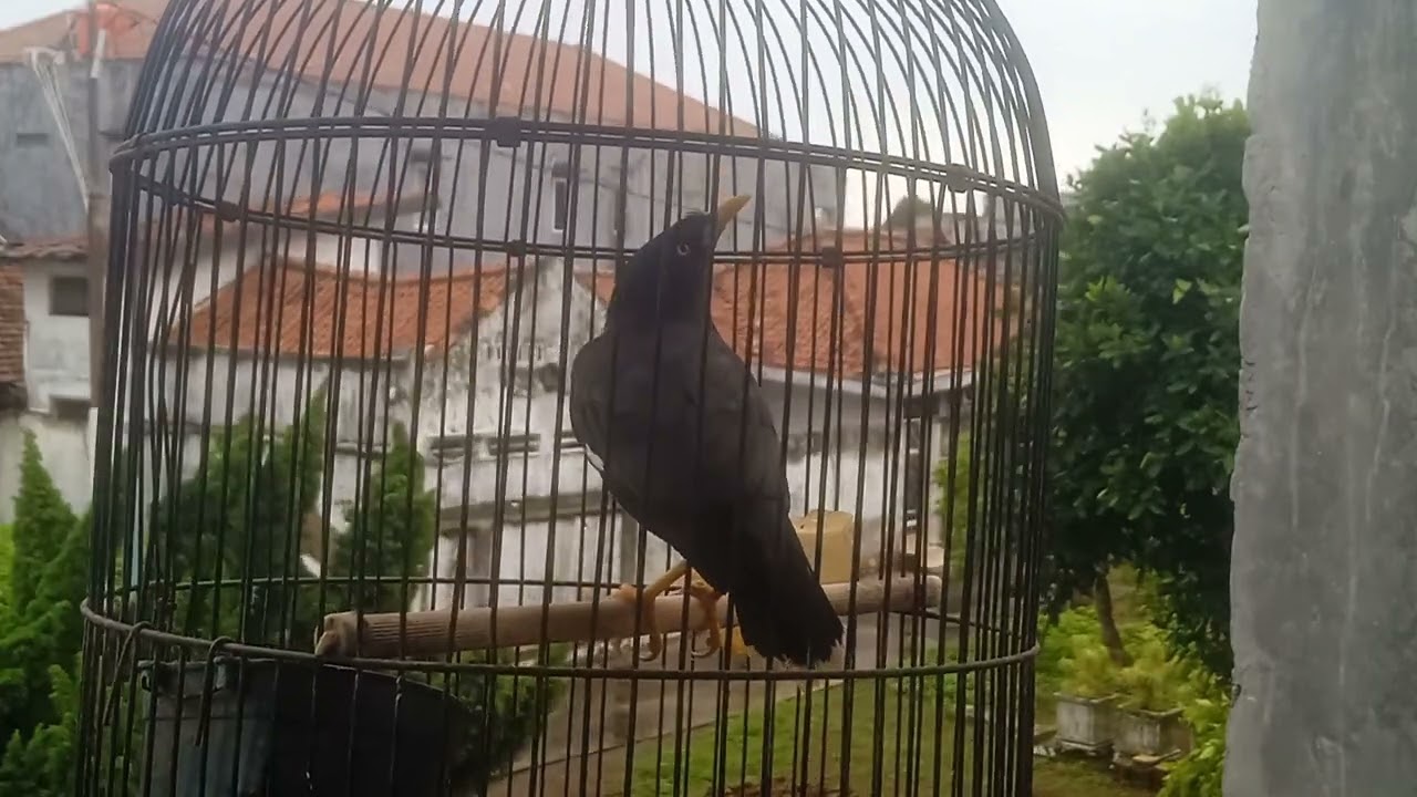 Jalak Kebo siang Hari