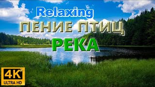 ПЕНИЕ ПТИЦ, РЕКА В ЛЕСУ|ДАСТ ВАМ ПОЛОЖИТЕЛЬНЫЙ ЗАРЯД ЭНЕРГИИ И ВОССТАНОВИТ ВАШИ СИЛЫ!