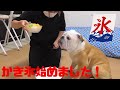 ブルドッグがかき氷食べて頭キーーンなった(笑)！