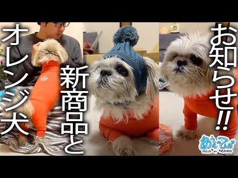 【お知らせも】オレンジ犬のファッションショー【金曜20時定時ライブ】 2024.12/13