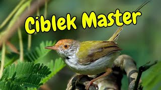 Inilah suara PANCINGAN CIBLEK paling cepat nyaut dan menjadikan ciblek gacor #PRENJAK