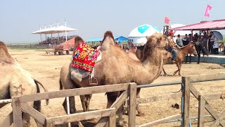 O que aconteceu na China? Aranhas chinesas e o show onde as pessoas foram embora.