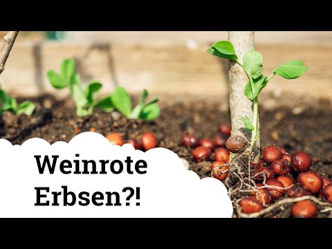 Video: Warum süße Erbsen ausknipsen?