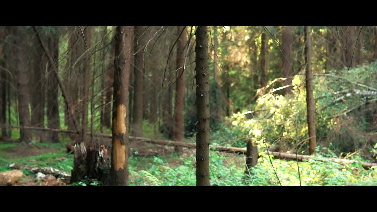 Живой звук леса. Шум в лесу. Лес шум леса видео. Видео о лесе релакс для детей.