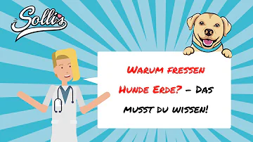 Warum frisst mein Hund Sand und Erde?