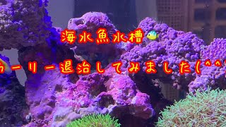 海水魚水槽・カーリー退治・アイプタシアX(^^)