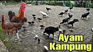 Suara Ayam Kampung Waktu Di Kasih Makan