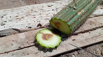 Comment traiter un cactus malade ?