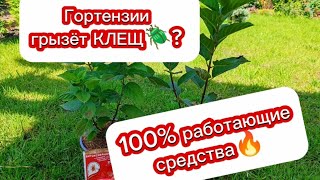 видео: SOS! Лист гортензии стал коричневым и опадает? Это клещ! 100% РАБОТАЮЩИЕ ДОЗИРОВКИ ПРЕПАРАТОВ💪 #дача картинка: SOS! Лист гортензии стал коричневым и опадает? Это клещ! 100% РАБОТАЮЩИЕ ДОЗИРОВКИ ПРЕПАРАТОВ💪 #дача
