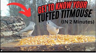 The Tufted Titmouse in 2 Minutes!