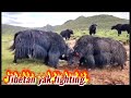 Tibetan yak fighting