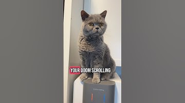 We now interrupt your doom scrolling to bring you this #shorts #cat