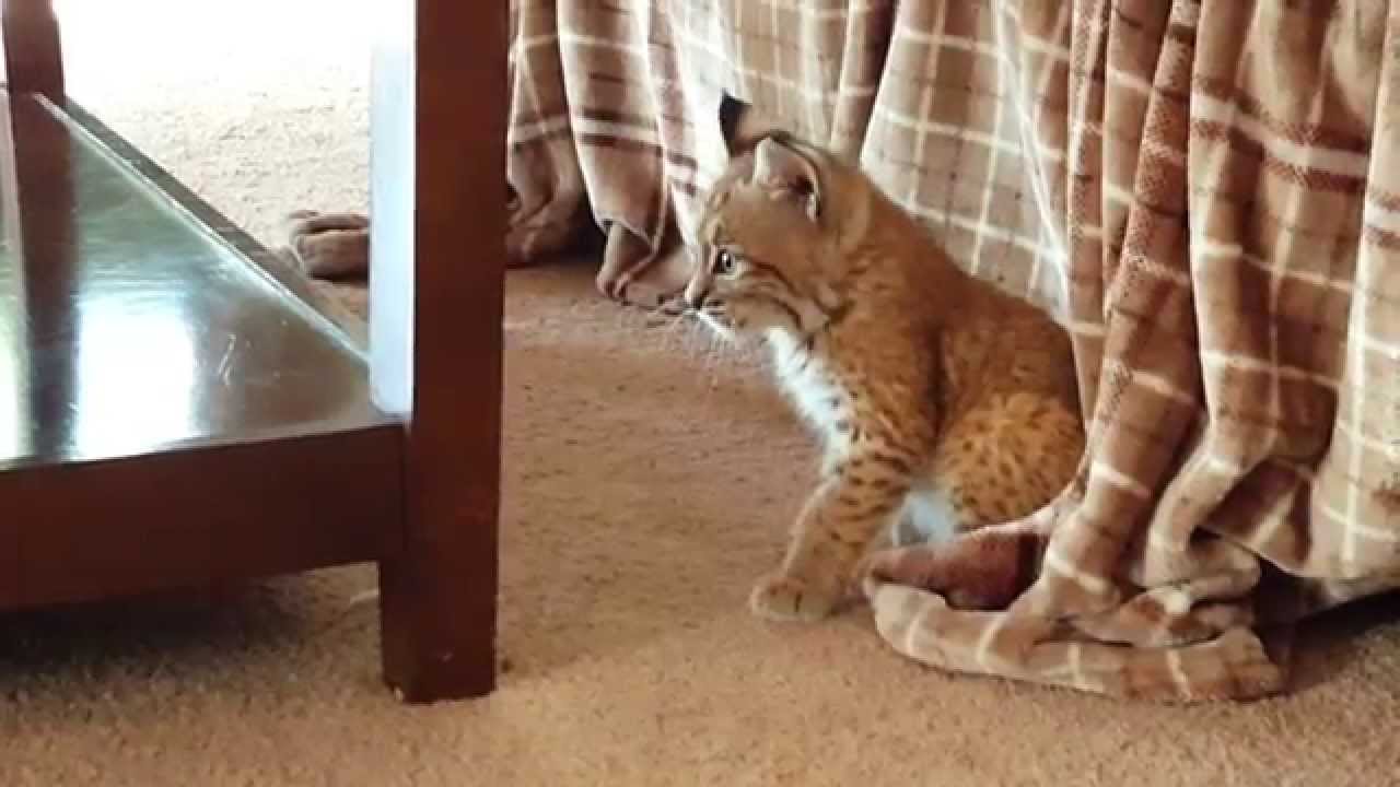 leopard print Pretteh Little Bobkitteh | BABY BOBCAT LOOKS PRETTY