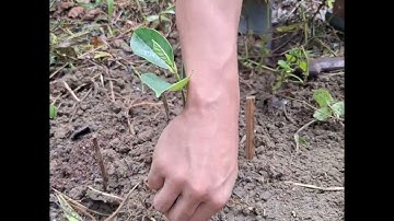 Planting trees for the environment, and for our midterm performance task.