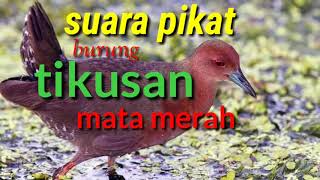 Suara pikat tikusan mata merah ll adi channel