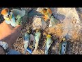 استفتاحيه موسم الورور 30 31 آب وبل١٢ رفيع صيد الورور في لبنان 
