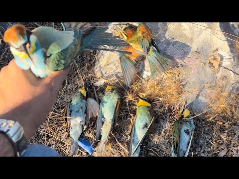 استفتاحيه موسم الورور 30 31 آب وبل١٢ رفيع صيد الورور في لبنان