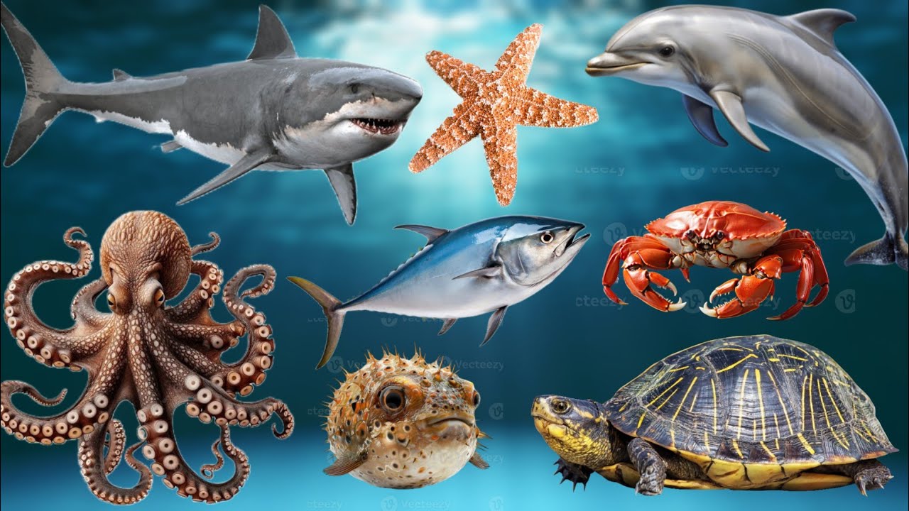 Ocean Animals Sounds | Animals Sounds For Kids | Animals Sounds | Ocean Animals Sounds For Kids