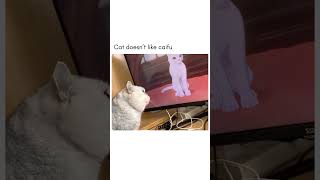 Кот И Компьютерная Кошка #Pets #Cat