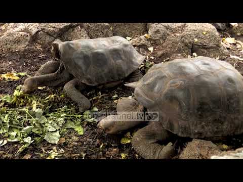 Top Channel/ Natyra ekzotike e Galapagos, e lirë nga Covid por me turizëm e shkencë të gjymtuar
