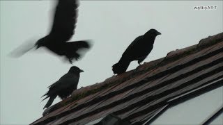 Raben Auf Dem Dach - Ravens On The Roof Oder Krähen ? Or Crows ?
