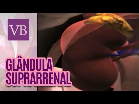 Vídeo: Glândulas Adrenais - Estrutura, Função, Doenças, Tumores, Tratamento