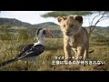 ライオン・キング-王様になるのが待ちきれない(Japanese)[音楽]