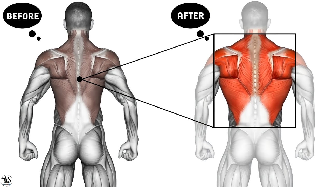The Ultimate Back Workout That Hits Your Every Back Muscles. - YouTube