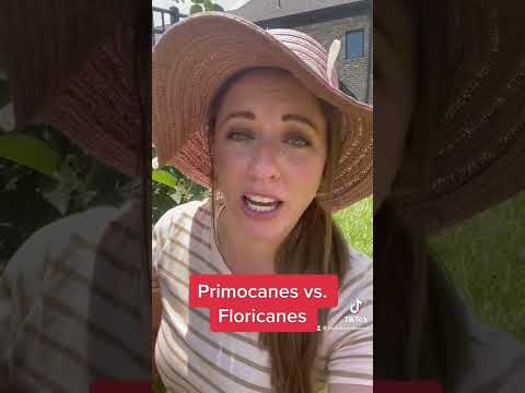 Video: Primocane And Floricane Differences: How To Tell A Floricane From A Primocane