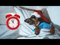 Just 5 mins before Christmas! Cute & funny dachshund dog video!