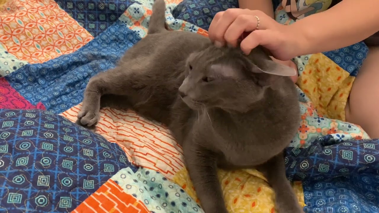 Cat facial (Massage)