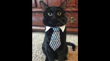 How to get a boyfriend tutorial. 101% success rate #cat #georgieebom #funny #fyp #memes