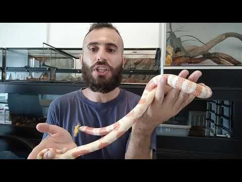نگهداری از میلک اسنیک بهترین مار برای مبتدی ها