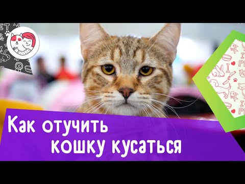 Видео: Как отучить кошку укусить