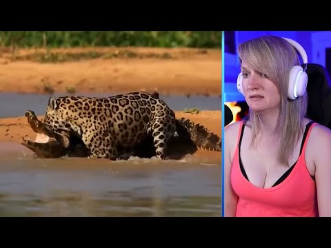15 Magnificent Hunting And Chasing Moments By Wild Animals Part 2 | Pets House