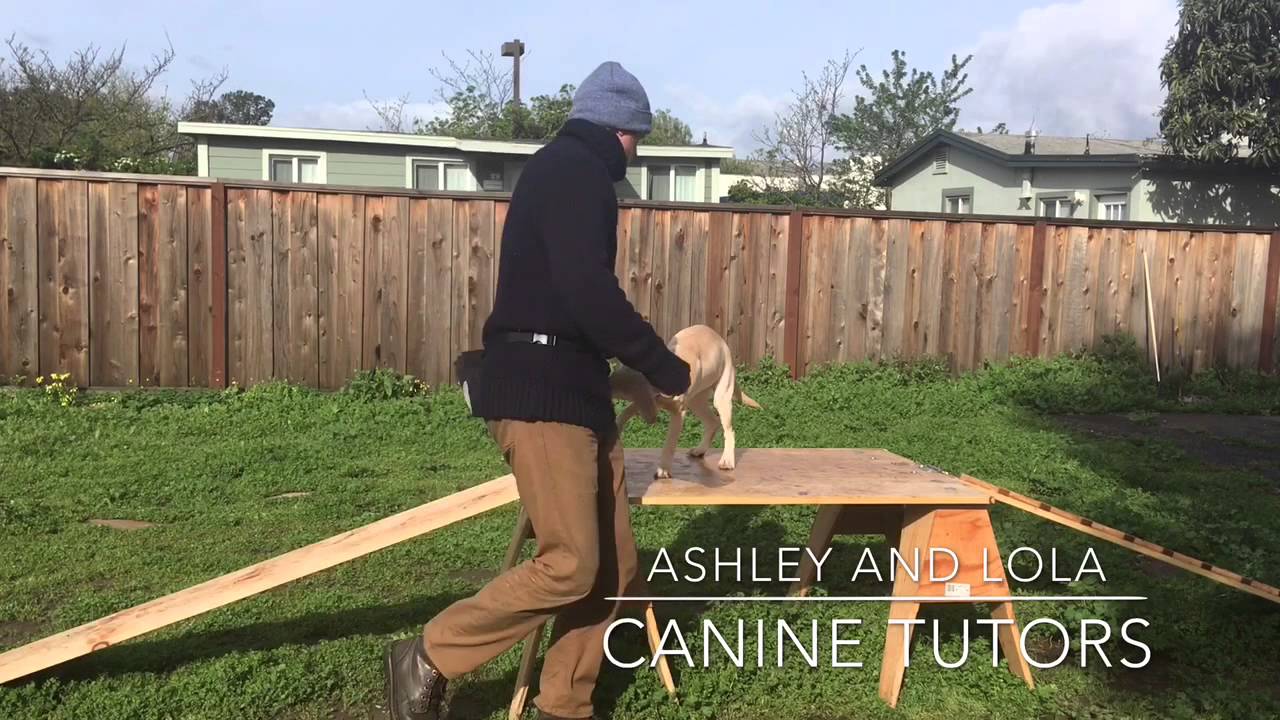 How To Teach Your Puppy To Lie Down Using A Training Table , Bay Area