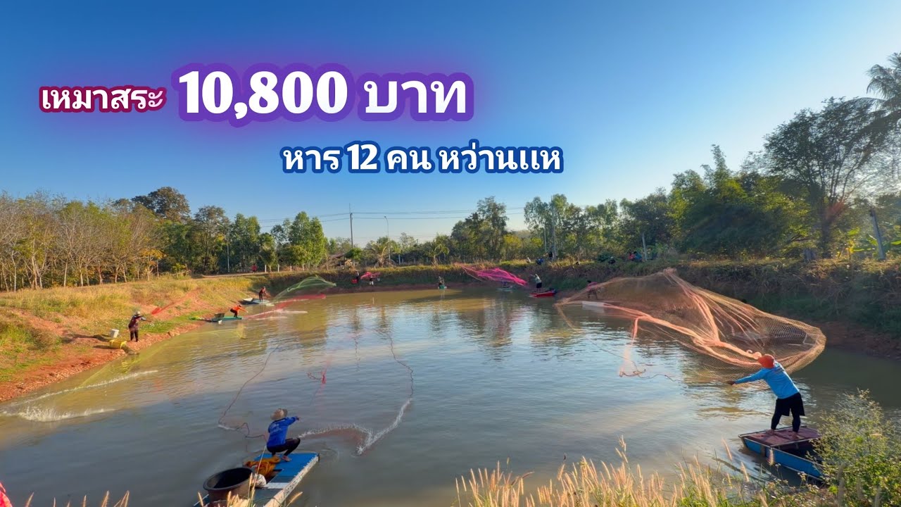 เหมาสระ 10,800 บาท หาร 12 คน หว่านเเห บ่อ 1 ไร่ ใครไวคนนั้นได้ / บ้านนอก EP.997